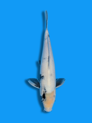 Shiro Utsuri | Koi&Co.